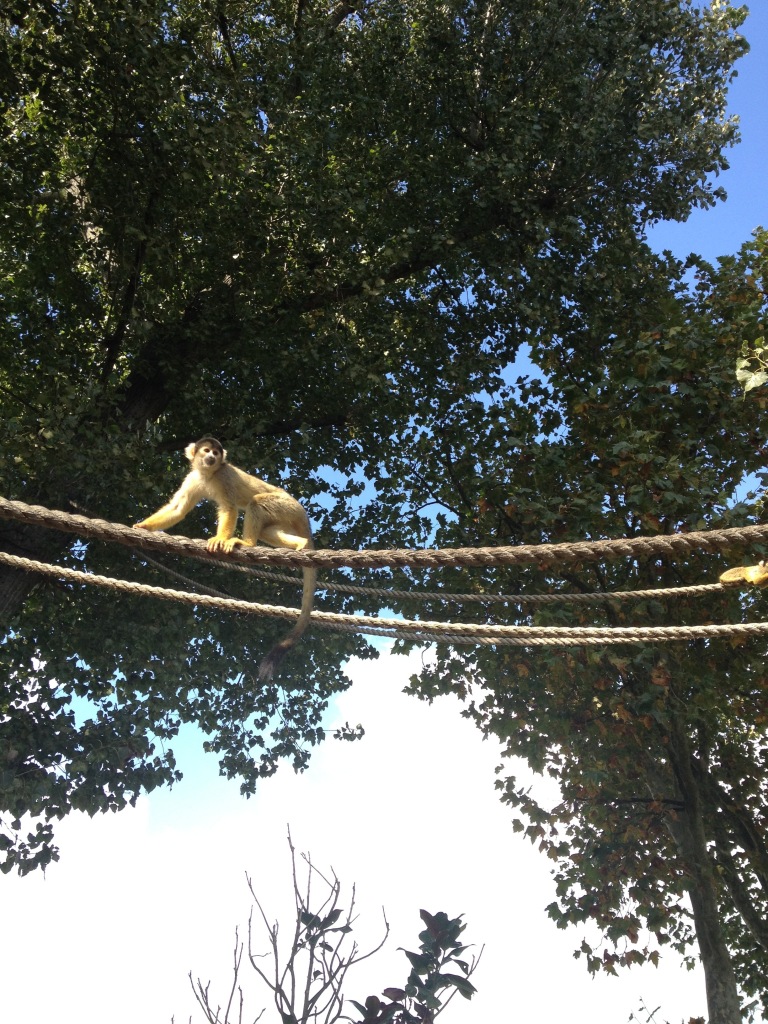 monkey_rope
