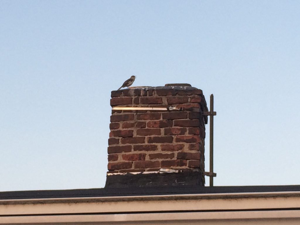 bird on chimney
